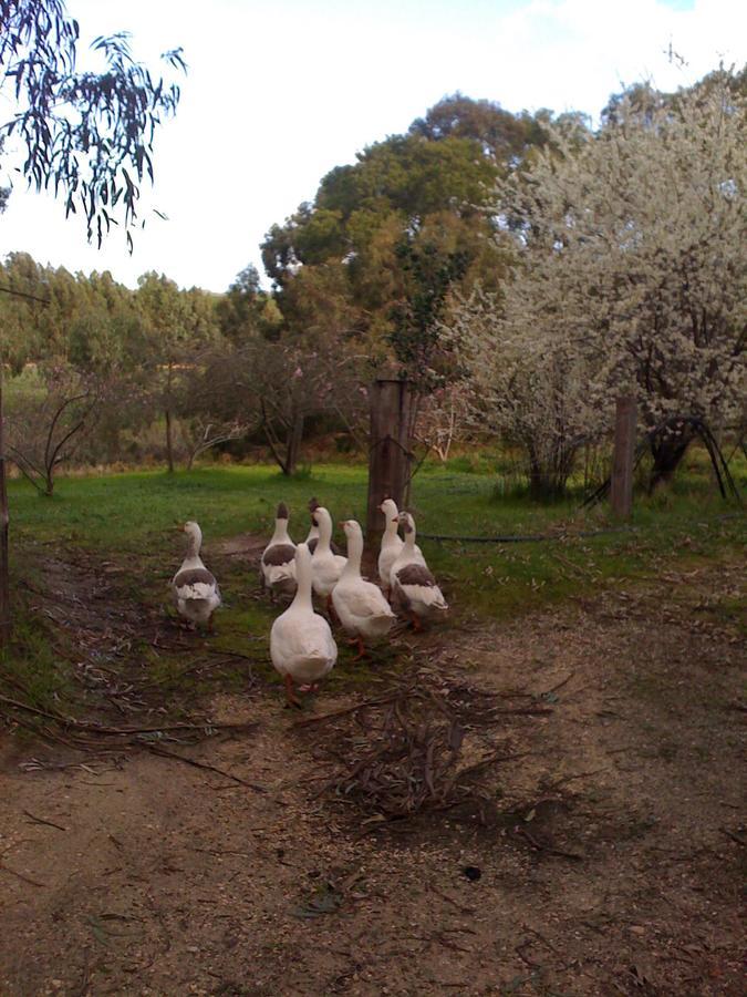 דירות טורקי Bellbrae Harvest מראה חיצוני תמונה